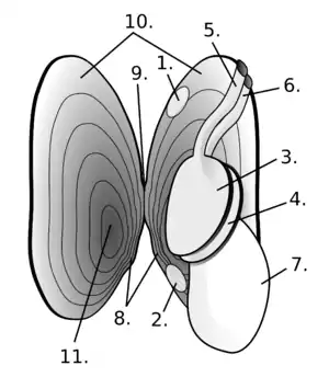 Freshwater pearl mussel anatomy(ホンカワシンジュガイ解剖図)