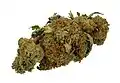 アサの蕾と葉を乾燥させた大麻