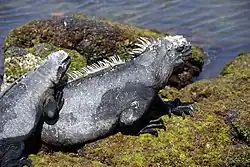 フェルナンディウミイグアナ