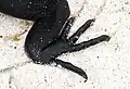 四肢