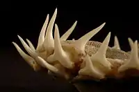 アオザメ(Isurus oxyrinchus)の顎歯