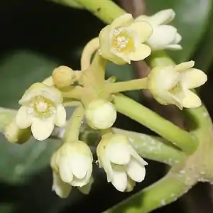 花の細部