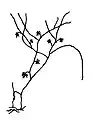 菌糸体の概形