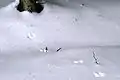 雪についた足跡