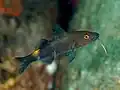 紺色の強い個体（幼魚）