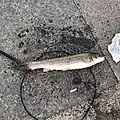 那珂湊漁港にて釣り上げられたマルタ