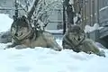 シンリンオオカミCanis lupus lycaon