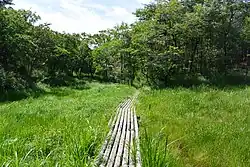 川下川源流にある丸山湿原