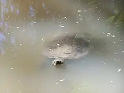 カクレガメ
