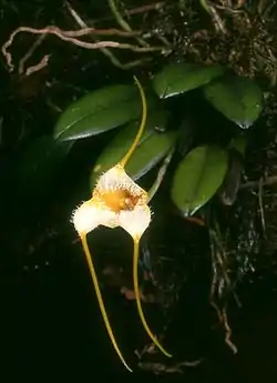 マスデバリア・ストロベリイMasdevallia strobelii