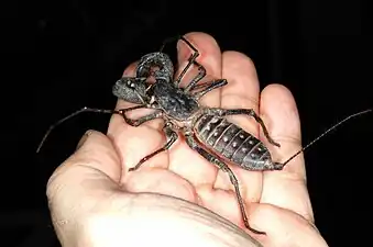 サソリモドキ目(ジャイアントビネガロン Mastigoproctus giganteus)
