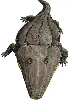 Mastodonsaurus torvus三畳紀後期の大型水生種。全長6メートル。