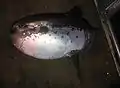 ヤリマンボウ
