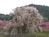 又兵衛桜
