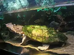 マタマタChelus fimbriatus（ヘビクビガメ科）