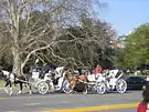 バラ園付近を走る軽装馬車