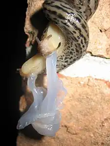 交尾。白いのはペニスである。