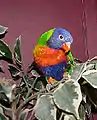 Swainson's LorikeetT. haematodus moluccanus