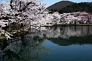 真人公園の桜