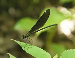 リュウキュウハグロトンボ(メス)