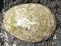 マツバガイ（長崎市産）
