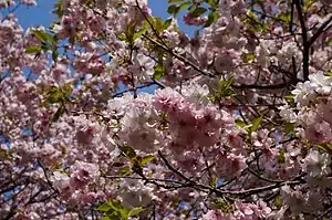 マツマエハヤザキ(日本花の会 結城農場にて)