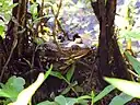 カーペンターガエル