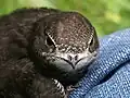 幼鳥