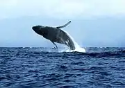 ラハイナのビーチ沖合でブリーチングするザトウクジラ