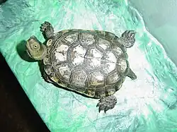 チチュウカイイシガメM. leprosa