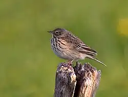 マキバタヒバリ