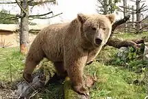 Ursus arctos isabellinus