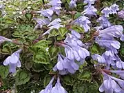 オチフジ