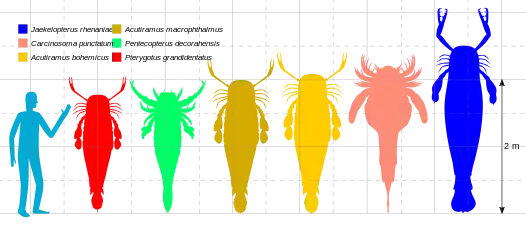 最大級のウミサソリ類の比較図