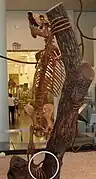 骨格