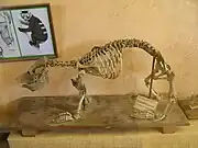 骨格