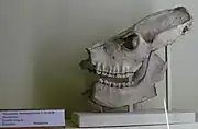頭蓋骨