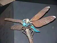 メガネウラの復元模型