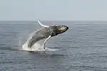 鯨