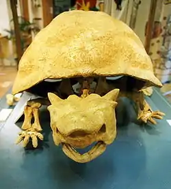 メイオラニア骨格