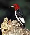 ズアカキツツキ