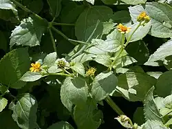 Melanthera biflora