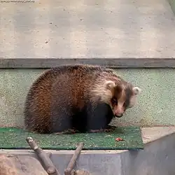 アナグマM. anakuma