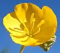 同じ亜科に含まれるMelhania sp.