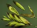 Melica spectabilis（コメガヤ属・イネ科）穎は苞葉に由来する