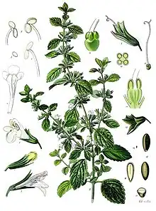 File:Melissa officinalis - Köhler–s Medizinal-Pflanzen-094.jpg