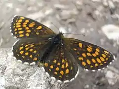 Melitaea diamina(ヒョウモンモドキ族(Melitaeini))