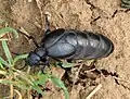 オオツチハンミョウ(Meloe proscarabaeus雌成虫)