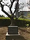 古込共有地にあった梅の木と石碑