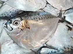 ギンカガミ